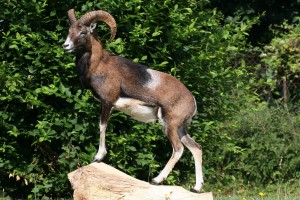 Mouflon     
