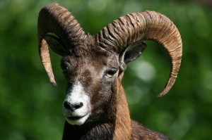 Mouflon     