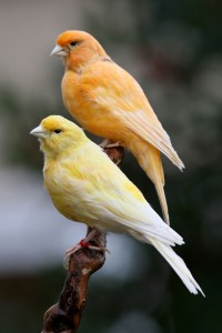 Couple Canaries                