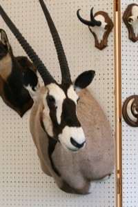 Oryx      